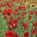 Poppies 070609